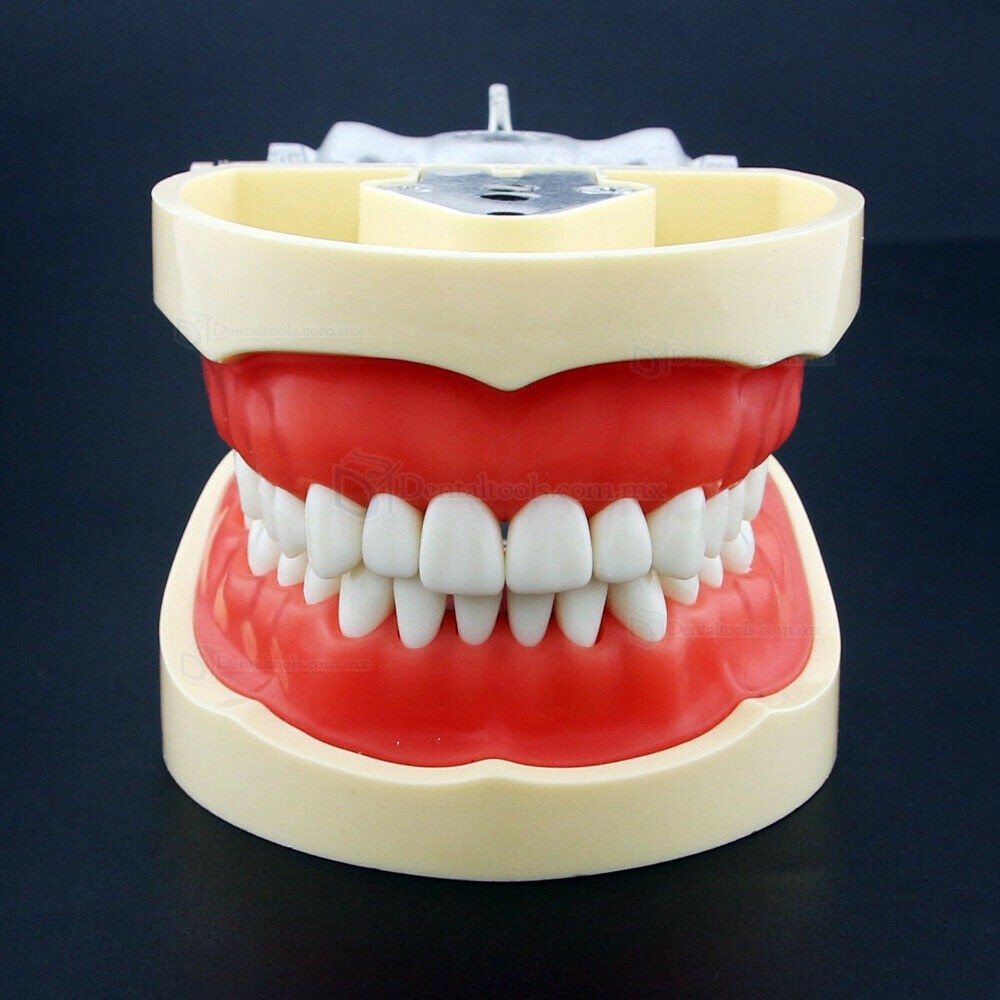 Dientes Reposición Tipo para Fantoma dental compatible con Kilgore Nissin 200